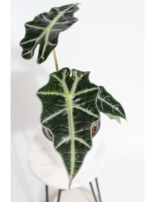 Alokazja polly variegata