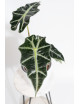 Alokazja polly variegata
