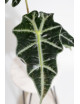 Alokazja polly variegata