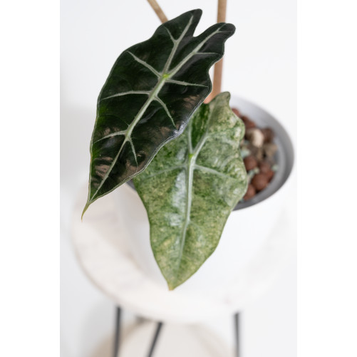 Alokazja polly variegata