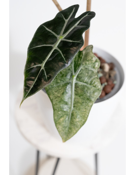 Alokazja polly variegata