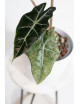Alokazja polly variegata