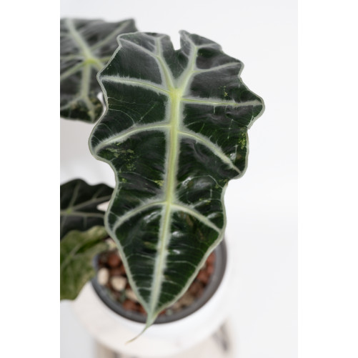 Alokazja polly variegata
