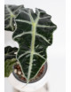 Alokazja polly variegata