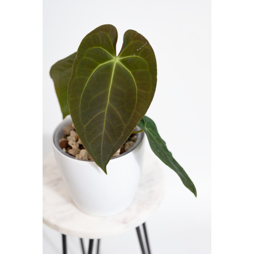 Anthurium magnificum DF x...