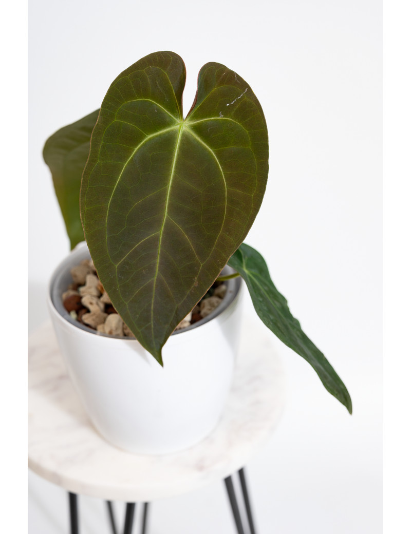 Anthurium magnificum DF x papillilaminum