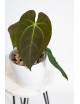 Anthurium magnificum DF x papillilaminum