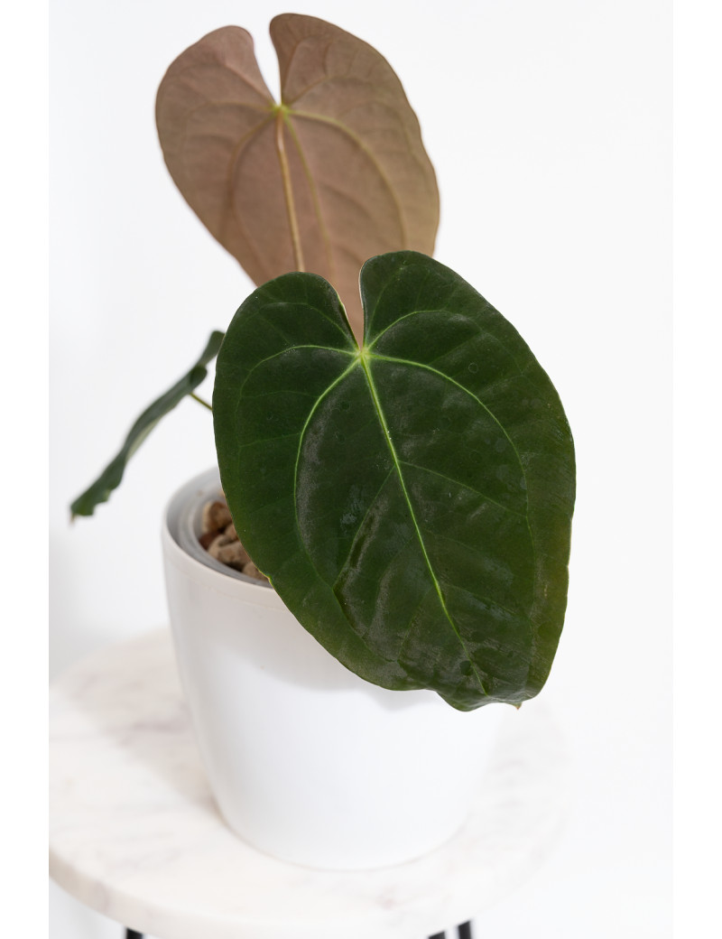 Anthurium magnificum DF x papillilaminum