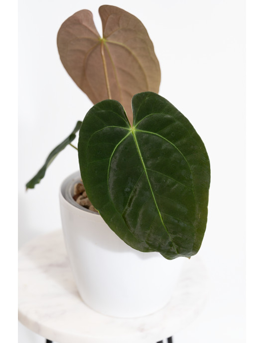 Anthurium magnificum DF x...