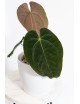 Anthurium magnificum DF x papillilaminum
