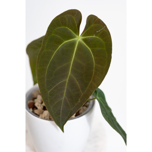 Anthurium magnificum DF x papillilaminum