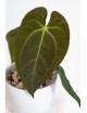 Anthurium magnificum DF x papillilaminum