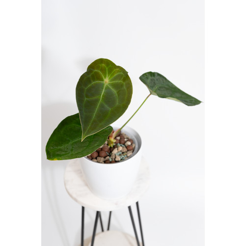 Anthurium (magnificum DF x...