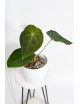 Anthurium (magnificum DF x forgetii) x forgetii DF