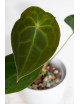 Anthurium (magnificum DF x forgetii) x forgetii DF