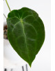 Anthurium (magnificum DF x forgetii) x forgetii DF