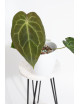 Anthurium crystal hybrid x (magnificum DF x forgetii)