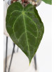 Anthurium crystal hybrid x (magnificum DF x forgetii)