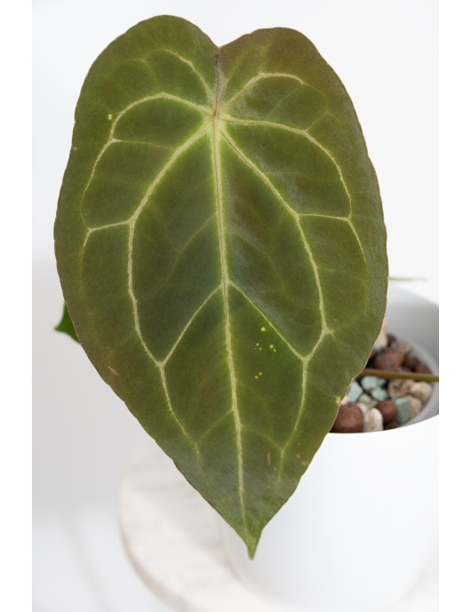 Anthurium crystal hybrid x...