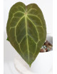 Anthurium crystal hybrid x (magnificum DF x forgetii)
