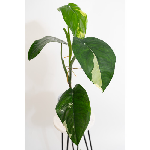 Syngonium chiapense variegata