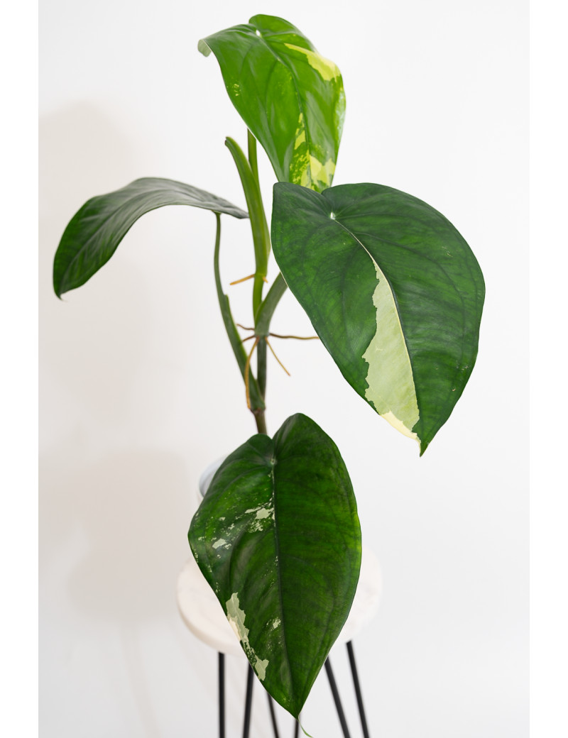 Syngonium chiapense variegata