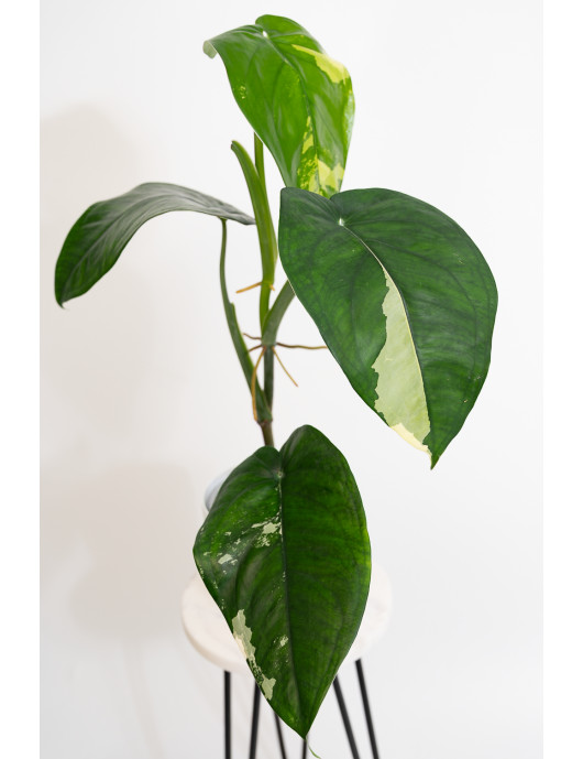 Syngonium chiapense variegata