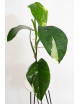Syngonium chiapense variegata