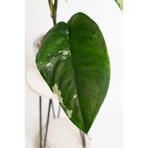 Syngonium chiapense variegata