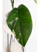Syngonium chiapense variegata