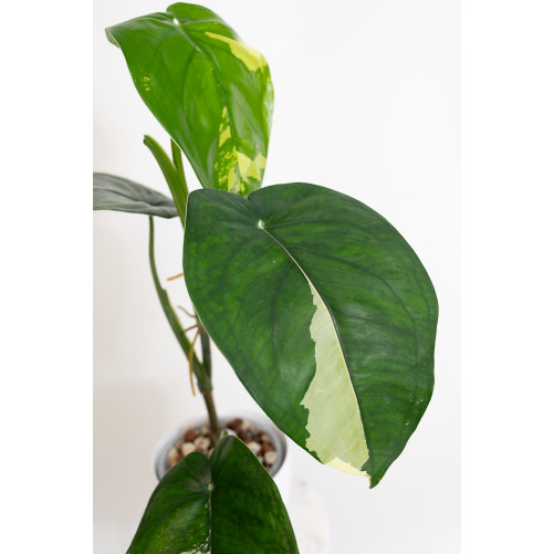 Syngonium chiapense variegata