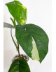 Syngonium chiapense variegata