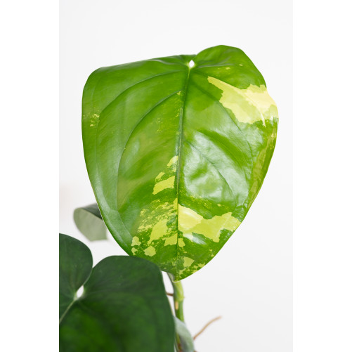 Syngonium chiapense variegata