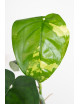 Syngonium chiapense variegata