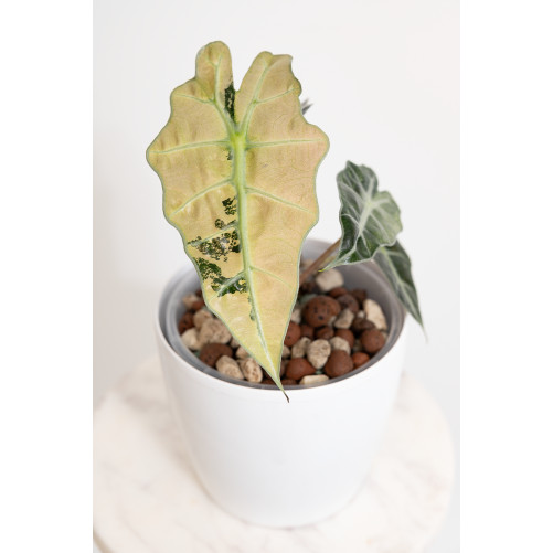 Alokazja polly variegata