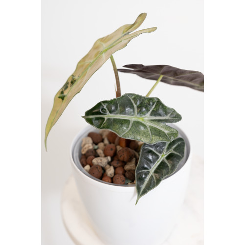 Alokazja polly variegata