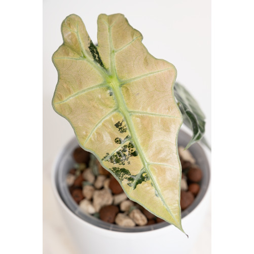 Alokazja polly variegata
