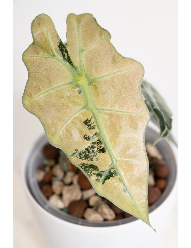 Alokazja polly variegata