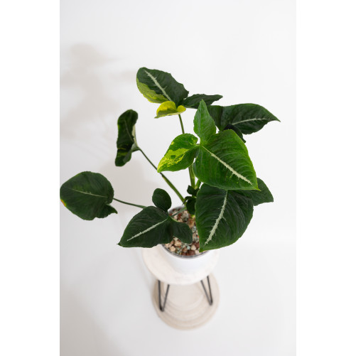 Syngonium scrambled eggs