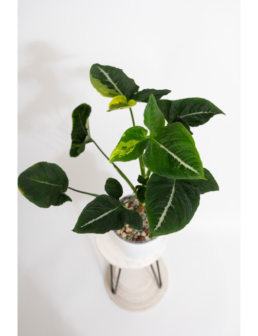 Syngonium scrambled eggs
