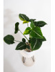 Syngonium scrambled eggs