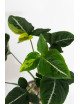 Syngonium scrambled eggs