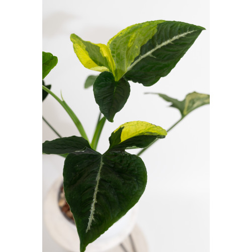 Syngonium scrambled eggs