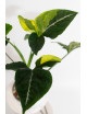 Syngonium scrambled eggs