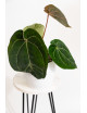 Anthurium (dressleri x crystallinum) x Michelle