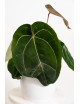Anthurium (dressleri x crystallinum) x Michelle