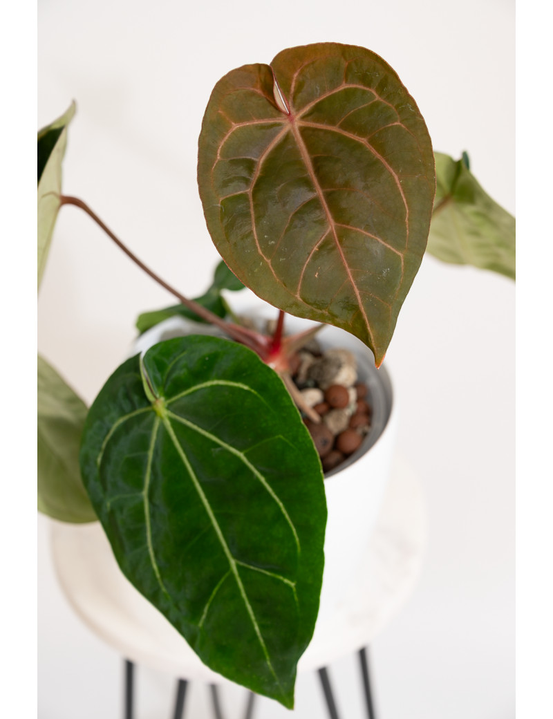 Anthurium (dressleri x crystallinum) x Michelle