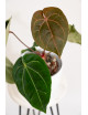 Anthurium (dressleri x crystallinum) x Michelle