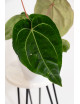 Anthurium (dressleri x crystallinum) x Michelle