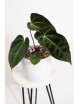 Anthurium (magnificum DF x forgetii) x besseae aff